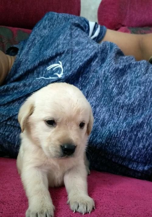 如何养护拉布拉多幼犬（宠物爱好者必读，一步步教你打造健康快乐的拉布拉多宝宝！）