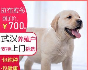 拉布拉多幼崽如何正确喂养（宠物主人必看，教你如何给幼崽喂奶）