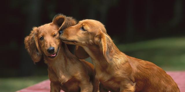 了解腊肠犬的历史（探究腊肠犬的起源、发展与特征）