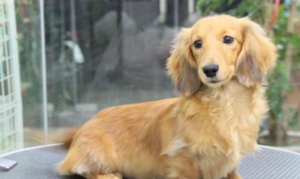 揭秘腊肠犬肚胀的三大原因（如何预防和治疗腊肠犬的肚胀问题）