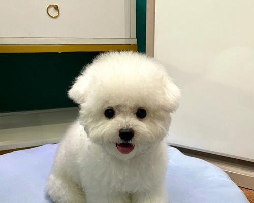如何科学喂养两个月大的比熊（小心营养不良，让宠物健康成长）