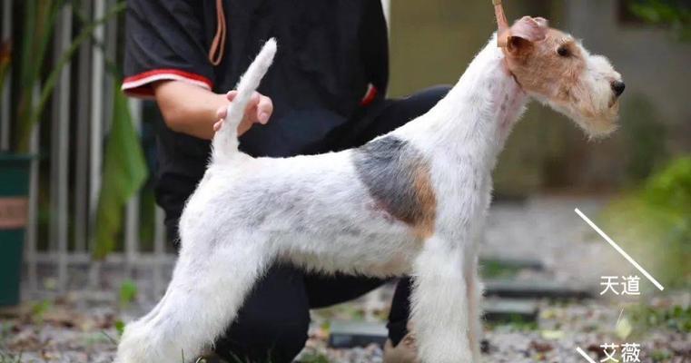 冬季如何养护你的猎狐梗幼犬（宠物饮食、锻炼、防寒、疾病预防）