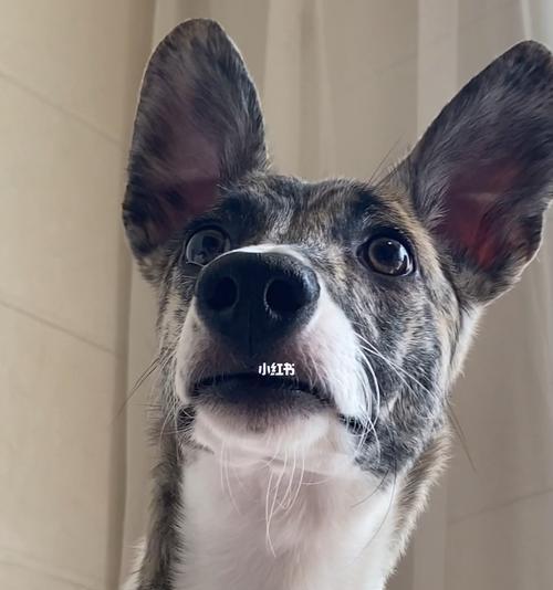 灵鹤犬日常健康检查详解（宠物犬健康重要，定期检查不可少）