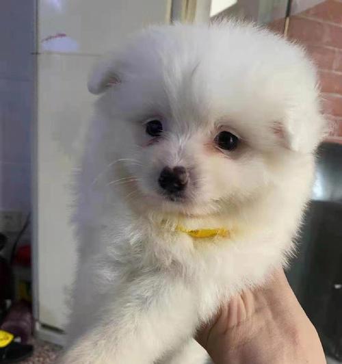 如何科学喂养领养的博美犬（宠爱你的小博美，营养均衡关键）