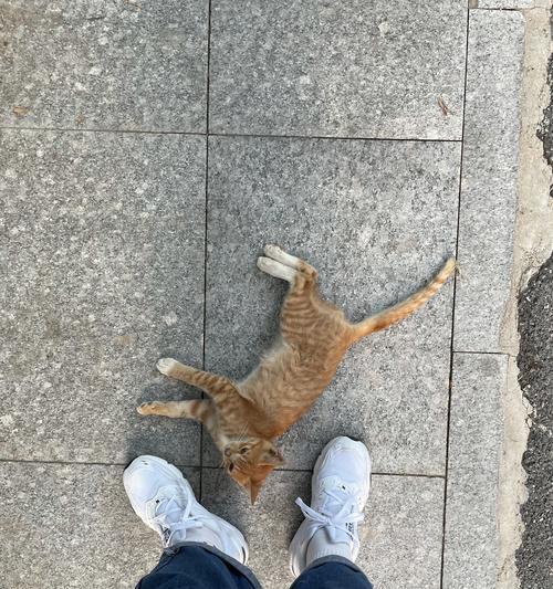 带回家流浪猫的注意事项（以宠物为主，养成良好习惯）