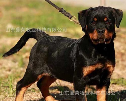以罗威纳犬不吃饭，怎么办？（以宠物为主，教你解决这个问题！）