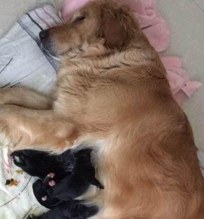 教你如何训练不听话的罗威纳犬（以宠物为主，提高犬只听从性能力）