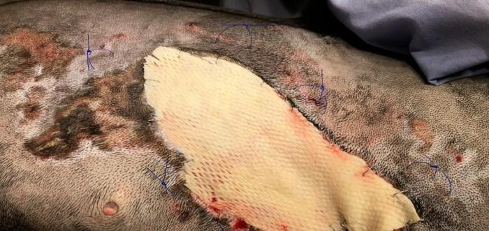 打造完美罗威纳犬美容必备工具（实用工具让宠物更健康更美丽，提升生活品质）