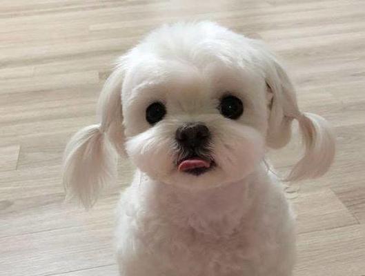 探索以马尔济斯犬的几大优点（以宠物为主，让你了解这个可爱的小家伙）