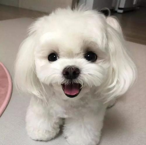 以马尔济斯犬的美容护理指南（如何让你的马尔济斯犬保持优雅迷人——马尔济斯犬美容护理全攻略）
