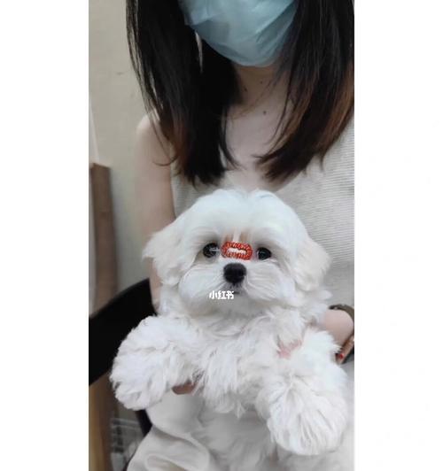 以马尔济斯犬的养护要点（为你的宠物带来健康和幸福）