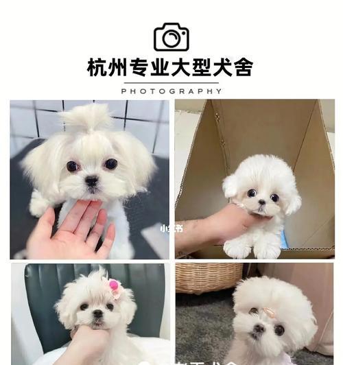 揭秘马尔济斯犬掉毛的原因（宠物主人必知！如何减少马尔济斯犬掉毛）