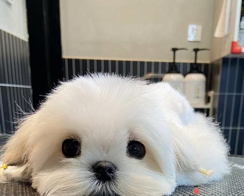 马尔济斯犬生病应该怎么办？（以宠物为主的健康管理指南）