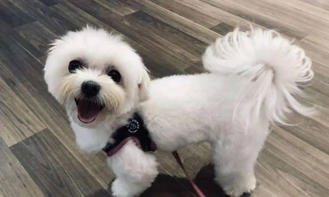 马尔济斯犬为何频繁抖动？（探究造成抖动的原因及应对措施。）