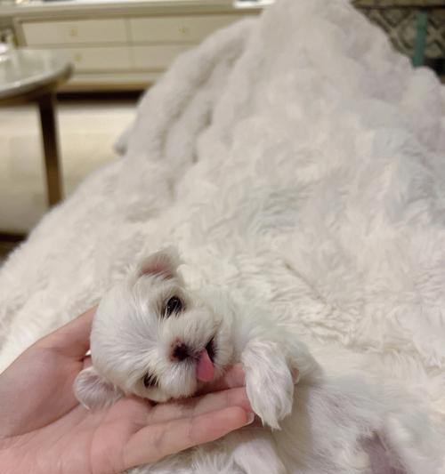 以马尔济斯犬喂养小窍门（打造健康活泼的宠物生活）