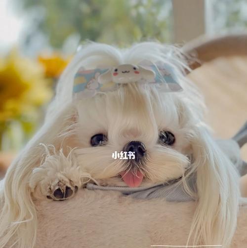 马尔济斯犬洗澡小窍门（宠物护理必备，让犬儒清爽一夏）