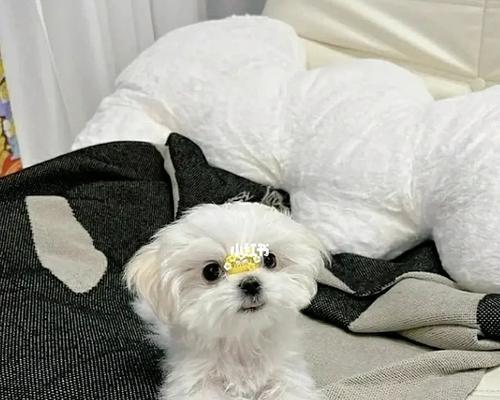 如何为以马尔济斯犬正确接种疫苗（让爱宠远离疾病，做一个负责任的主人）