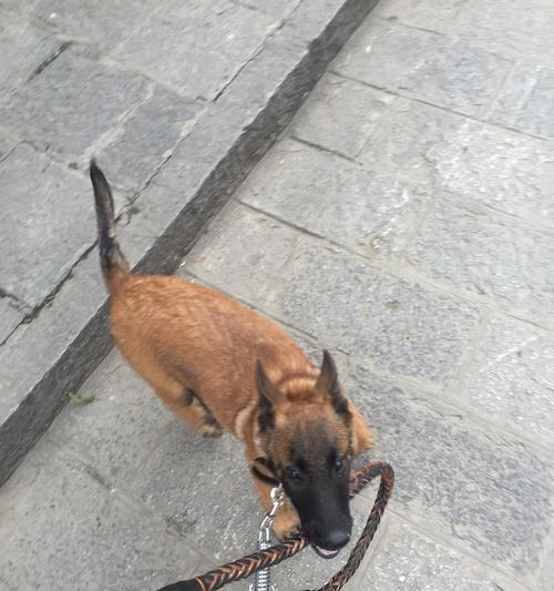 从几个月开始训练以马犬，打造出色宠物（以马犬训练指南，培养优秀家庭宠物）