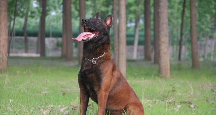 如何让马犬胆子变大（训练技巧，细心呵护，让你的宠物勇敢起来）