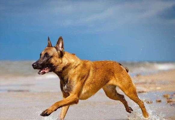 如何训练以马犬成为优秀的宠物？（以马犬的训练时机、方法和注意事项）