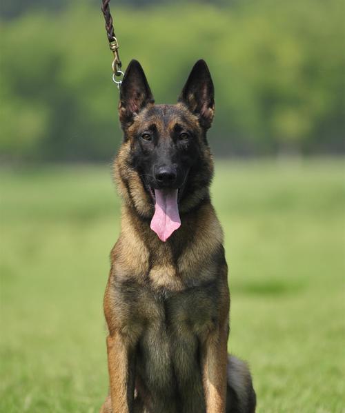 如何训练你的以马犬幼犬（有效的训练策略及技巧）