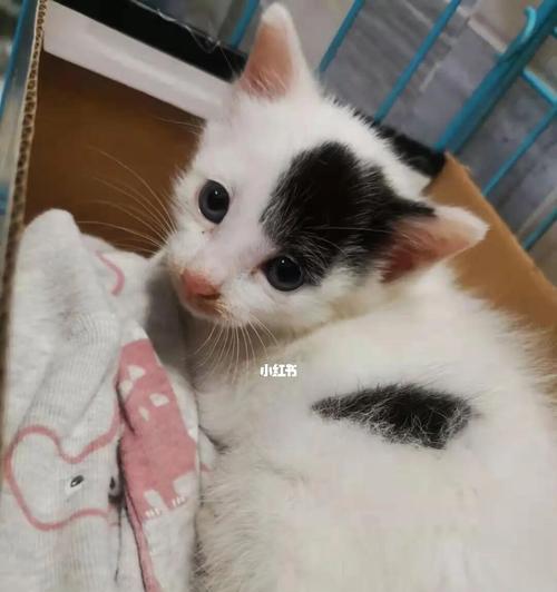 如何喂养满月小猫咪（以宠物为主，小猫咪的喂养方法）