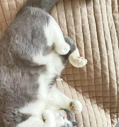 猫猫睡觉抽搐原因分析