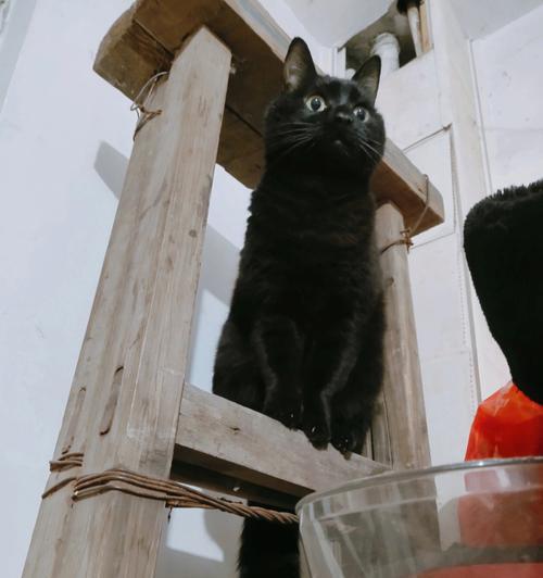 猫咪为何喜欢爬高？（四大原因解密猫咪的行为）