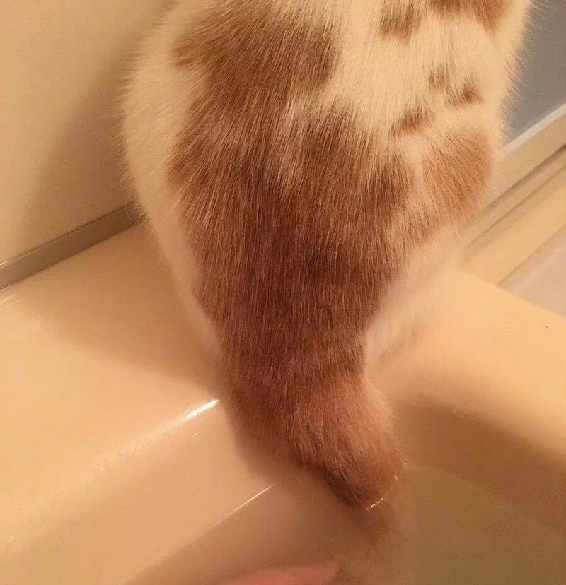宠物猫不愿意洗澡的解决方法（如何让猫咪爱上洗澡？）