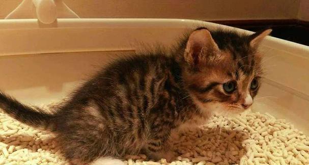从猫咪的坏习惯到良好行为——改掉宠物猫的不良行为（有效的方法帮助你改善宠物猫的不良习惯）