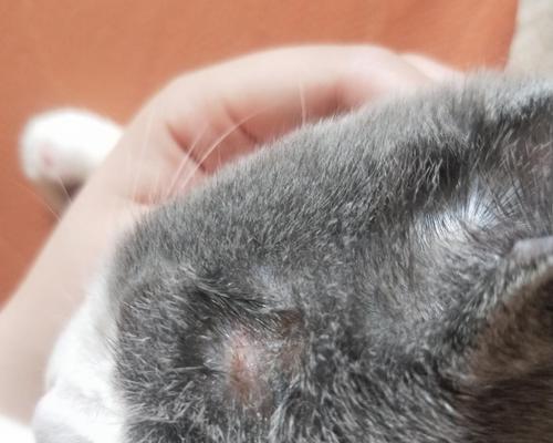 如何去除猫咪的猫癣（宠物爱好者必看，教你轻松解决猫癣问题）