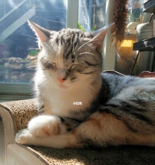 宠物猫咪也会老年痴呆症？（探究猫咪老年痴呆症的症状和预防措施）