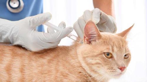 掌握正确方法猫咪也能享受洗澡乐趣（掌握正确方法猫咪也能享受洗澡乐趣）