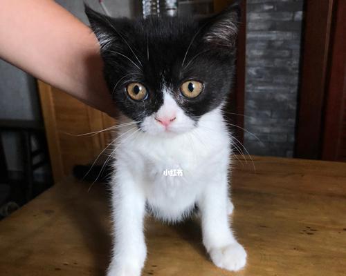 如何让猫咪变得更加乖巧（太活泼了怎么调教？）