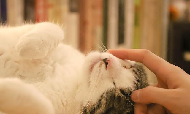 为什么猫咪喜欢人类抚摸？（探究猫咪与人类的亲密关系及其行为动机）