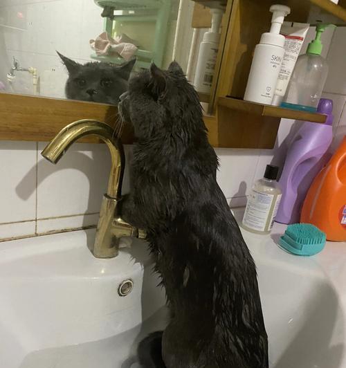 解决猫咪洗澡凶猛问题的小贴士（如何让你的宠物猫咪享受洗澡的乐趣）