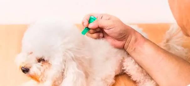 宠物猫需要体外驱虫吗？