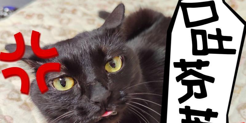 猫咪口臭是什么原因？（了解猫咪口臭背后的原因，让你更好地照顾爱宠）