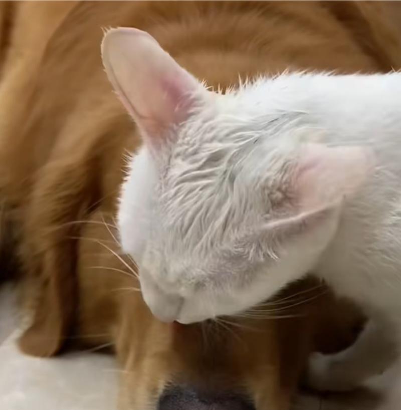 揭秘猫咪舔头发的背后含义（探究宠物猫咪舔头发的心理和行为动机，以及如何正确处理）