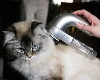猫咪洗澡不能不吹干，否则会引发健康问题！（宠物猫咪洗澡的正确方式，你了解吗？）