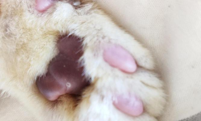 猫爪子的肉垫护理指南（宠物猫肉垫保养秘诀，让它们的小爪子更健康）