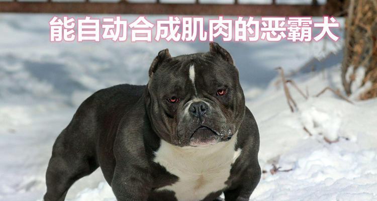 美国恶霸犬的食物禁忌——保护宠物健康的关键（了解恶霸犬的饮食禁忌，让你的宠物健康长寿）