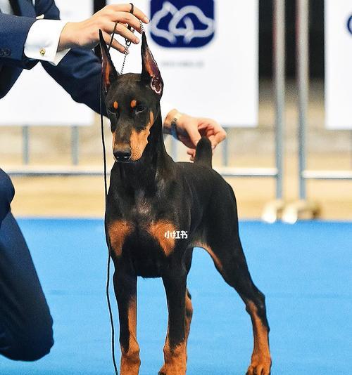 美系杜宾犬的训练难度及优势（一只训练有素的美系杜宾犬能给您带来什么？）