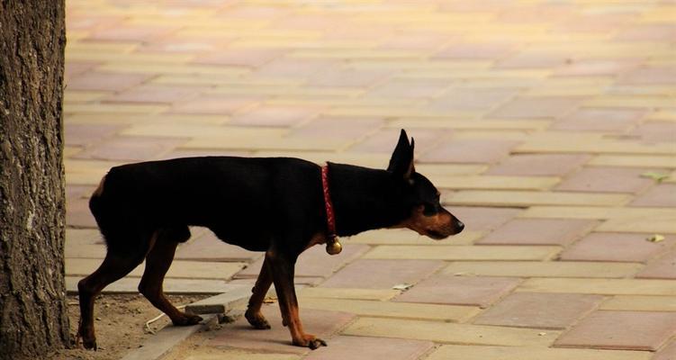 如何正确饲养迷你杜宾犬（全面了解迷你杜宾犬的日常饲养）