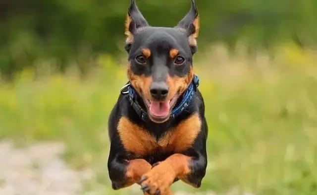 迷你杜宾犬的饲养全攻略（从喂养到训练，教你如何打理一只健康活泼的迷你杜宾犬）