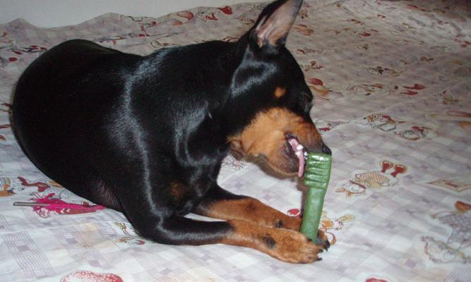 迷你杜宾犬的养护指南（宠物爱好者必看，轻松饲养迷你杜宾犬）