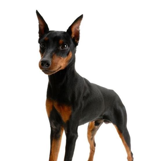 探秘迷你杜宾犬名字的由来（以宠物为主，解析迷你杜宾犬的名字来源）