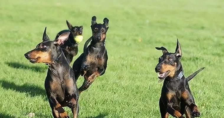 迷你杜宾犬的优点（为什么迷你杜宾犬是优秀的宠物）