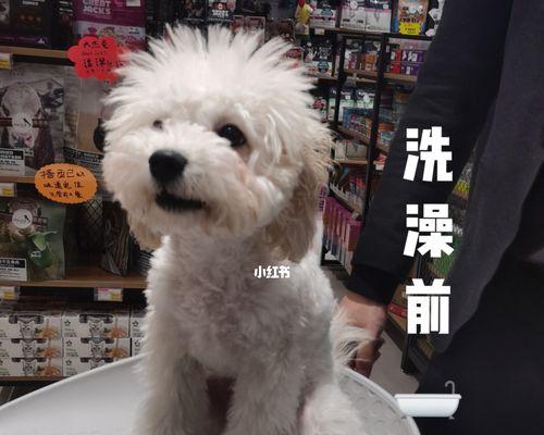 这些狗狗不能洗澡！（宠物主人必看，你的爱犬是否在其中？）