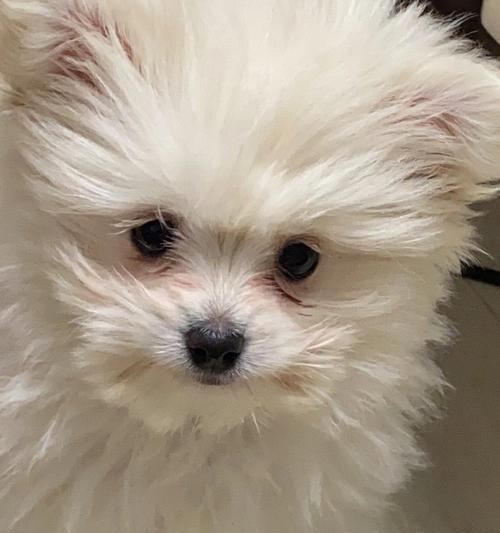女生灵犬的异常发情（揭秘女性灵犬发情背后的神秘世界，让您更好地照顾宠物）